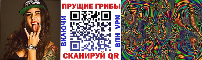 Псилоцибиновые грибы Psilocybe  Свободный 